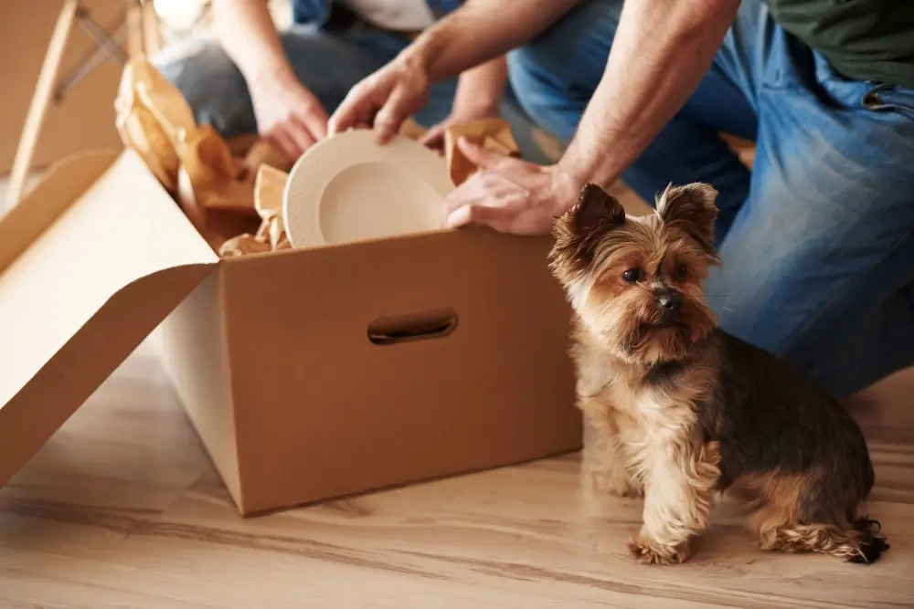 Moving house with pets